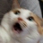 AndrewM (N00bie)